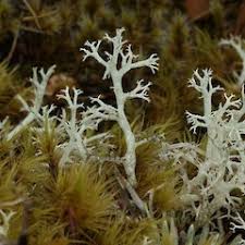 Attēlu rezultāti vaicājumam “Cladonia mitis”