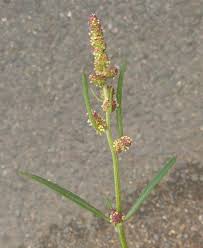 Attēlu rezultāti vaicājumam “Atriplex littoralis leaf”