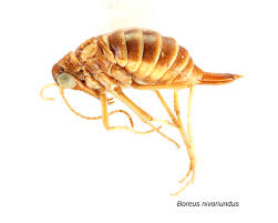 Attēlu rezultāti vaicājumam “Boreus”