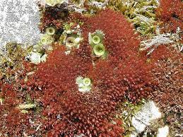 Attēlu rezultāti vaicājumam “Bryum pallens”