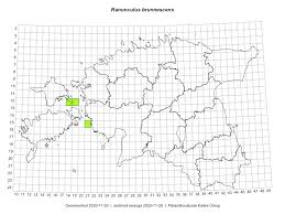 Attēlu rezultāti vaicājumam “Ranunculus brunnescens”