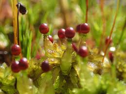 Attēlu rezultāti vaicājumam “Isopaches bicrenatus”