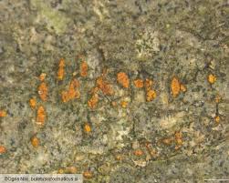 Attēlu rezultāti vaicājumam “Anthostoma decipiens”