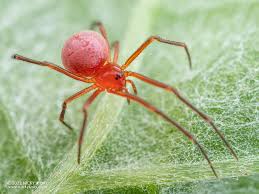 Attēlu rezultāti vaicājumam “Theridiidae”