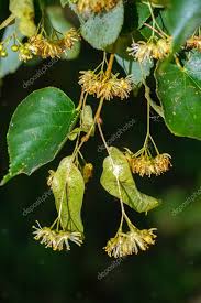 Attēlu rezultāti vaicājumam “Tilia amurensis”