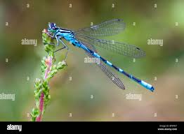 Attēlu rezultāti vaicājumam “Coenagrion hastulatum”