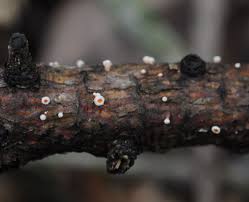 Attēlu rezultāti vaicājumam “Lachnellula willkommii”