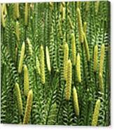 Attēlu rezultāti vaicājumam “Lycopodium annotinum”