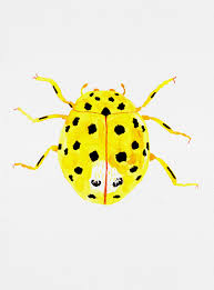 Attēlu rezultāti vaicājumam “Psyllobora vigintiduopunctata”