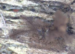 Attēlu rezultāti vaicājumam “Stemonitopsis amoena”