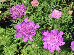 Image result for scabiosa caucasica