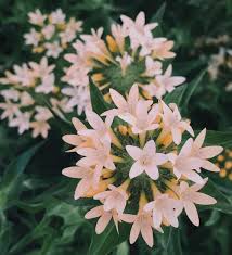 Image result for Phlox (großblumig)