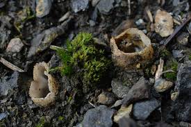 Attēlu rezultāti vaicājumam “Geopora arenicola”