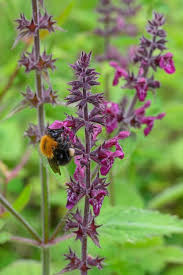 Attēlu rezultāti vaicājumam “Stachys sylvatica leaf”