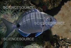 Image result for Diplodus sargus