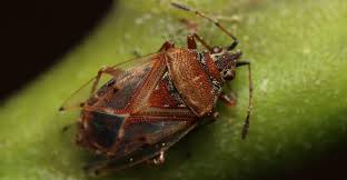 Attēlu rezultāti vaicājumam “Kleidocerys resedae”