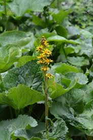 Attēlu rezultāti vaicājumam “Ligularia sibirica flower”