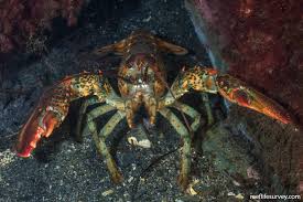 Image result for Homarus americanus
