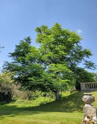 Attēlu rezultāti vaicājumam “Gymnocladus dioicus”