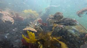 Image result for Myzopsetta ferruginea