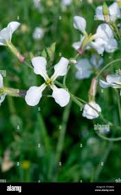 Attēlu rezultāti vaicājumam “Raphanus raphanistrum flower”