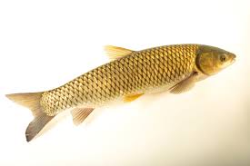 Image result for Mylopharyngodon piceus