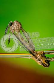 Attēlu rezultāti vaicājumam “Culex pipiens”