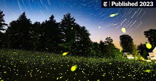 Image result for Fareham Fireflys Yc