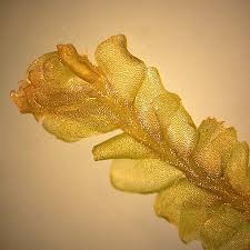 Attēlu rezultāti vaicājumam “Harpanthus flotovianus”