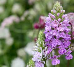 Attēlu rezultāti vaicājumam “Dactylorhiza”