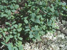 Attēlu rezultāti vaicājumam “Vaccinium uliginosum leaf”