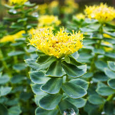 Attēlu rezultāti vaicājumam “Rhodiola rosea flower”