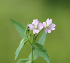 Attēlu rezultāti vaicājumam “Epilobium montanum leaf”
