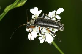 Attēlu rezultāti vaicājumam “Cortodera femorata”