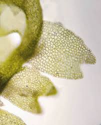 Attēlu rezultāti vaicājumam “Lophocolea minor”