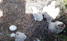 Image result for Ledbury & District Harriers