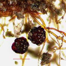 Attēlu rezultāti vaicājumam “Bryum rubens”