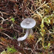 Attēlu rezultāti vaicājumam “Cantharellula umbonata”