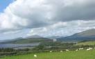 New kids on the block. Framed against the mountains of Snowdonia which date - via Daymix