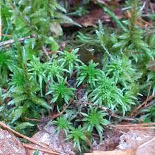 Attēlu rezultāti vaicājumam “Sphagnum quinquefarium”