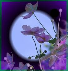 http://t0.gstatic.com/images?q=tbn:ANd9GcT0DgBNPBYSgfPebnxjD2oSY6tQ7-b1_rAs11goNPrIRA6g2fWVHQ