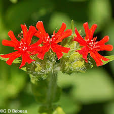 Attēlu rezultāti vaicājumam “Silene chalcedonica flower”