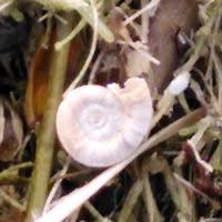 Attēlu rezultāti vaicājumam “Planorbis planorbis”