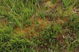 Attēlu rezultāti vaicājumam “Sphagnum compactum”