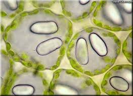 Attēlu rezultāti vaicājumam “Nardia scalaris cells”