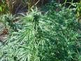 California Marijuana Legalization Initiative Approved for ...