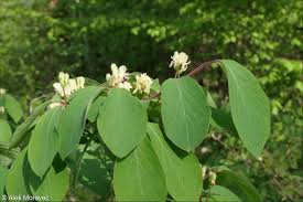 Attēlu rezultāti vaicājumam “Lonicera xylosteum”