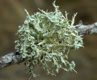 Attēlu rezultāti vaicājumam “Ramalina thrausta”