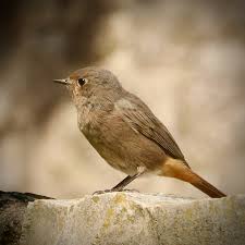 Attēlu rezultāti vaicājumam “Phoenicurus ochruros female”