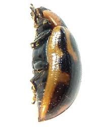 Attēlu rezultāti vaicājumam “Gonioctena viminalis”